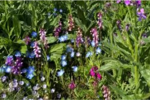 Advanta Renaissance | 100g